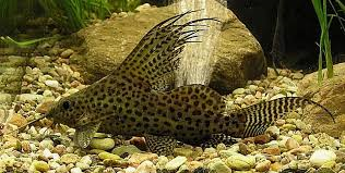 Synodontis Eupterus