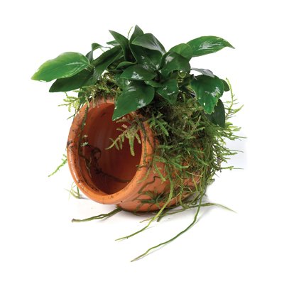 Terracotta Pots With Plants