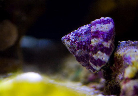 Trochus Snail