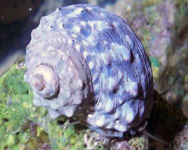 Turbo Snails