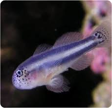 Whitelined Coral Goby