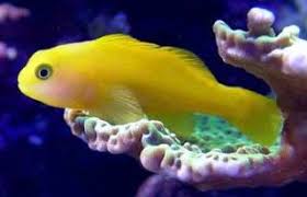 Yellow Clown Goby
