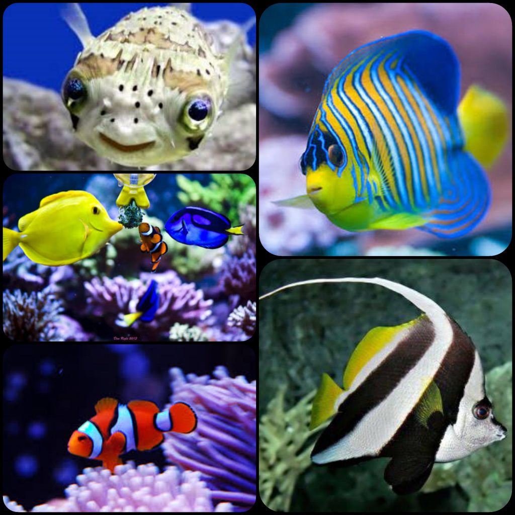 Fish & Fish Health | The Aquarium Factory