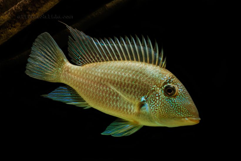 green horseface cichlid