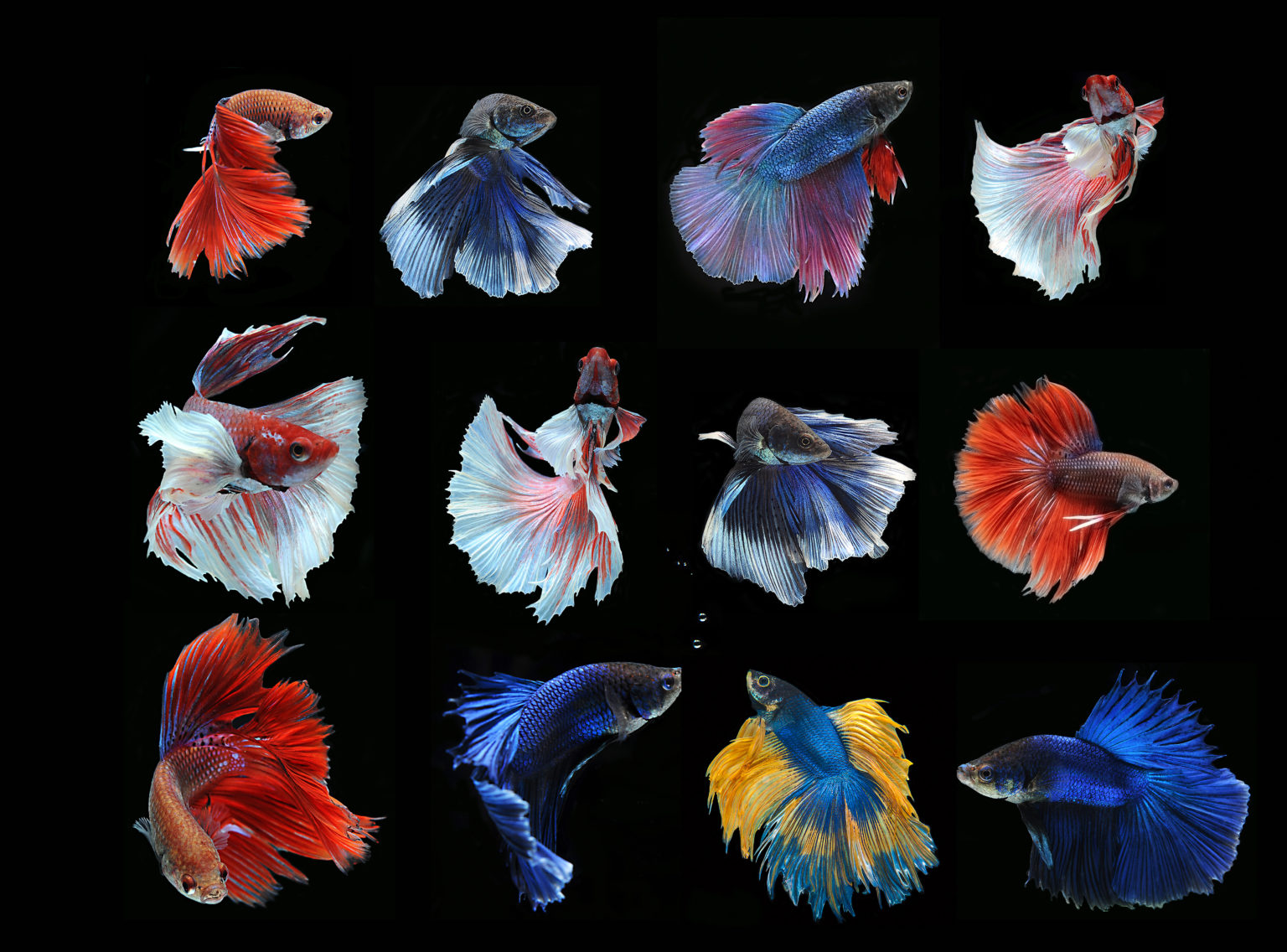 Beginners Guide to Siamese Fighting Fish (Betta) | The Aquarium Factory